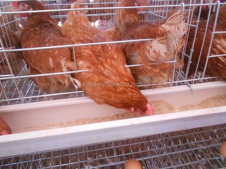 chicken cage-388