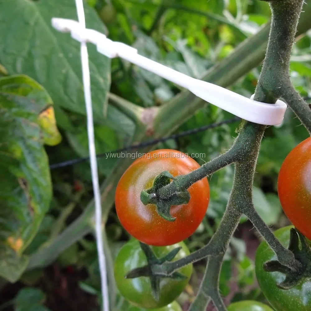 Hydroponic Tomato Cluster Hook ( J Hook) Buy Tomato J Hook,Tomato