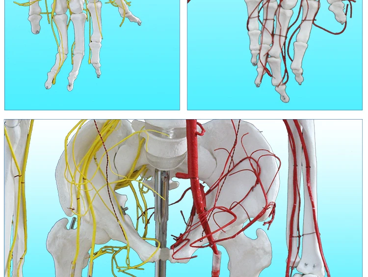 13 Skeleton model.jpg