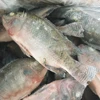 Sea Food Frozen Black Tilapia Fish From Xiamen