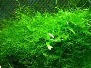 Java Moss - Vesicularia Dubyana - Live Aquatic Plant - Buy Live Aquarium Plants Product on ...