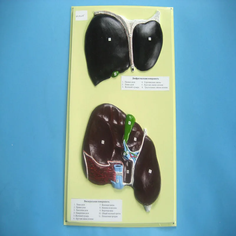 
Biology Teaching Aids Anatomical Bas Relief Model of Human Liver 