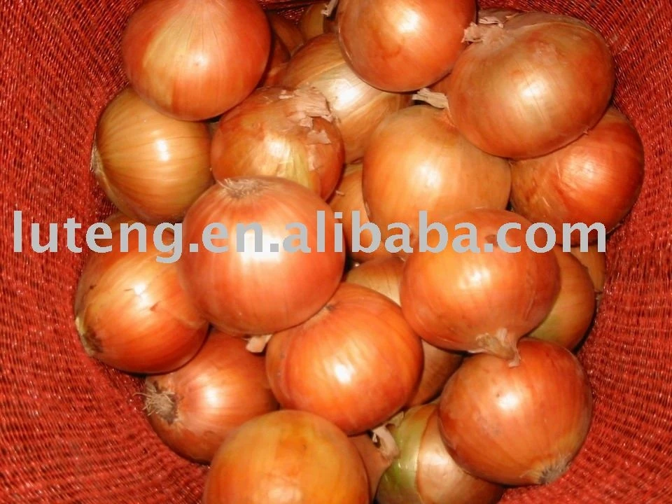 Fresh Onion In Bag For Onion Importers Malaysia Buy Onion Bag,Onion