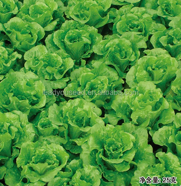 LT08 Duoke high yield green lettuce seeds, quality leaf vegetable seeds.jpg