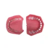 500 type Human Dental Study Soft Gingiva Removable Teeth Model for Teaching