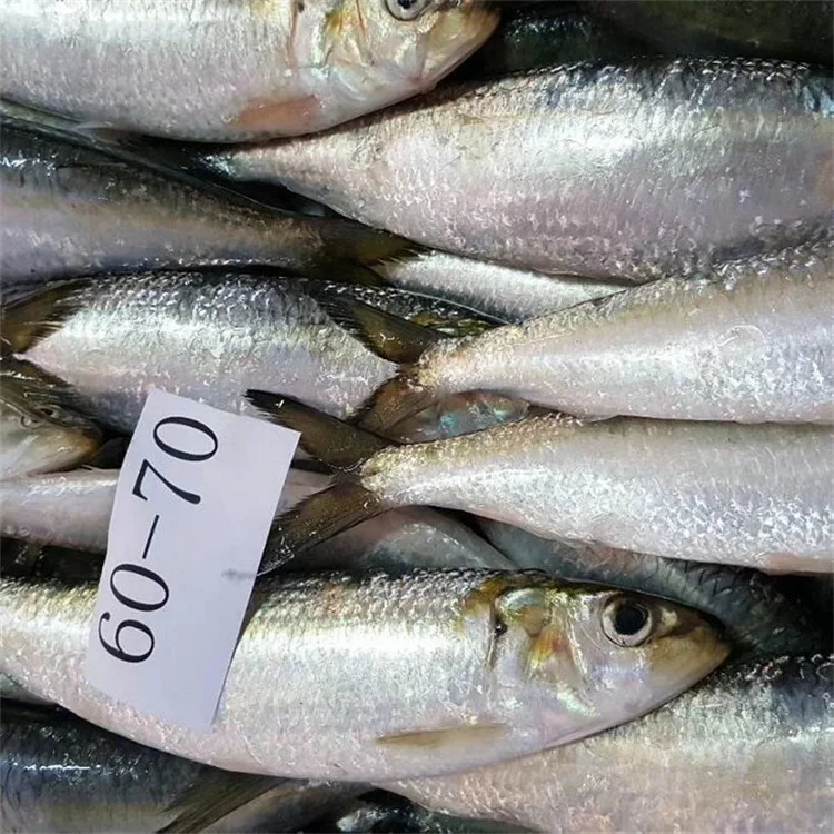 Export High Quantity Frozen Live Sardine Fish On Sale Buy Frozen Live