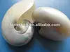 polished nautilus