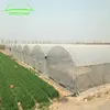 Turnkey multi span arch roof pe film Chinese herbal medicine planting greenhouse