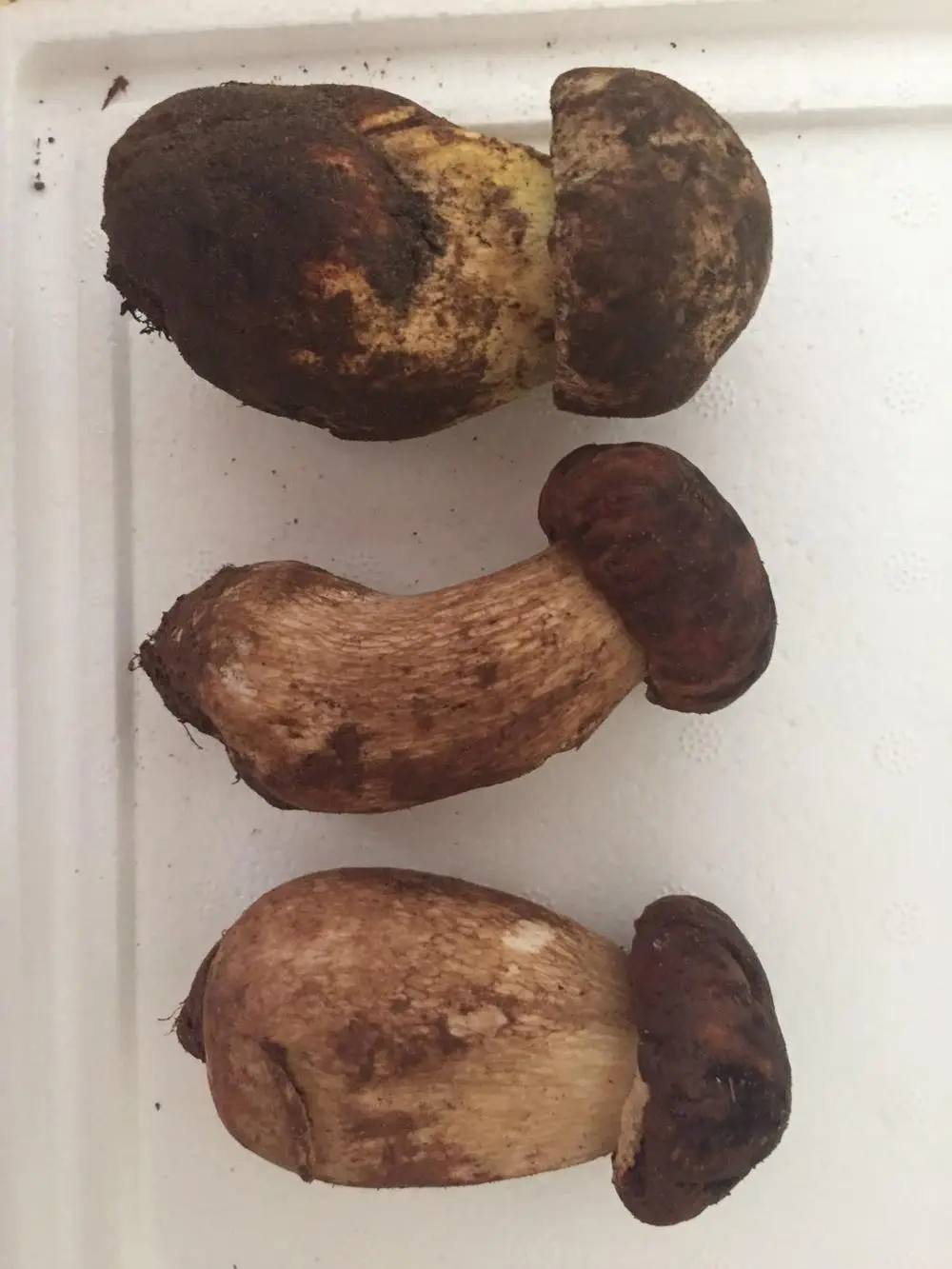 
Detan Forest Boletus 