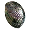 Polished natural abalone shell flashy large abalone shells wholesale price