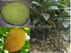 
Wholesale Natural nursery plant jackfruit seedling 