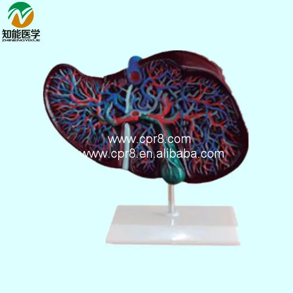 BIX-A1048 Liver anatomical model_01