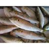 Frozen Dotted Gizzard Shad Fish 100g Under