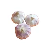 factory white garlic garlic with best price