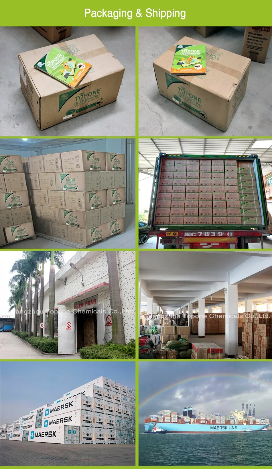 2019 Natural pest trap of rat and mouse trap for stick mouse from Guangzhou Factory