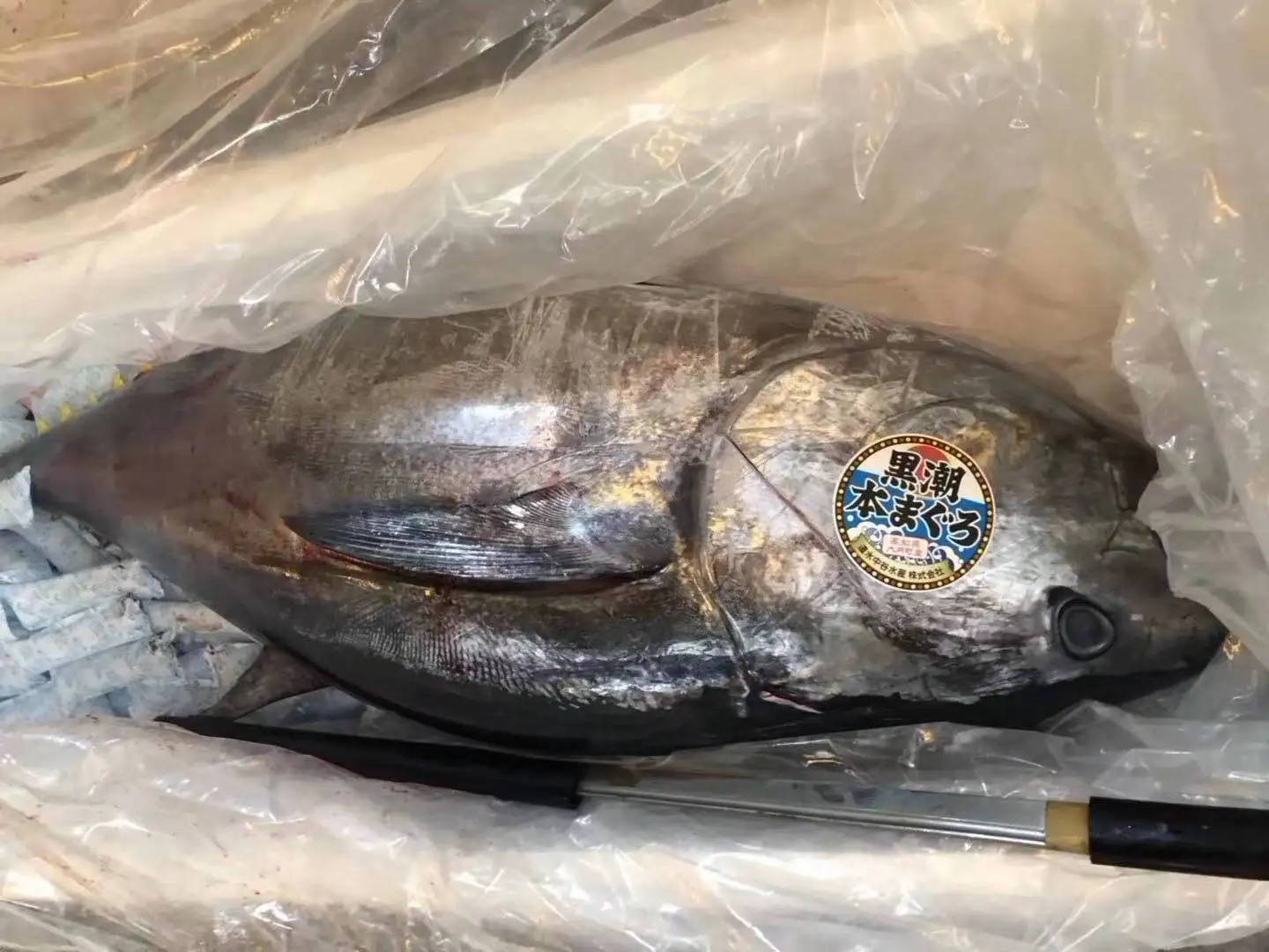 Japan Big Eye Frozen Fresh Tuna Price Supply All Year Round - Buy Fresh ...