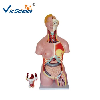 High Quality 85cm Medical Dummy Internal Organs Of Human Body