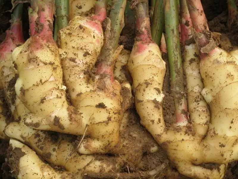 ginger oil 3