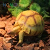 Nomo fast ship realistic small pet articles resin madagascar tortoise model