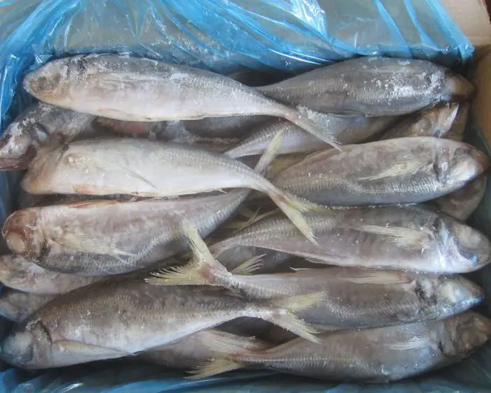 向安哥拉出口竹荚鱼 carapau