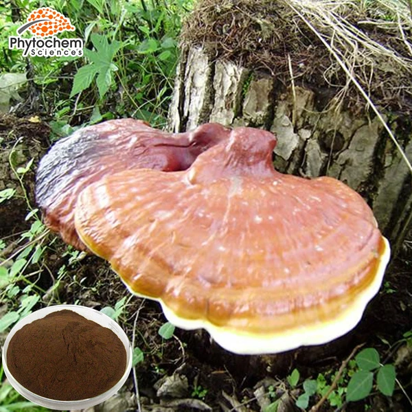 reishi extract broken spore ganoderma lucidum polysa