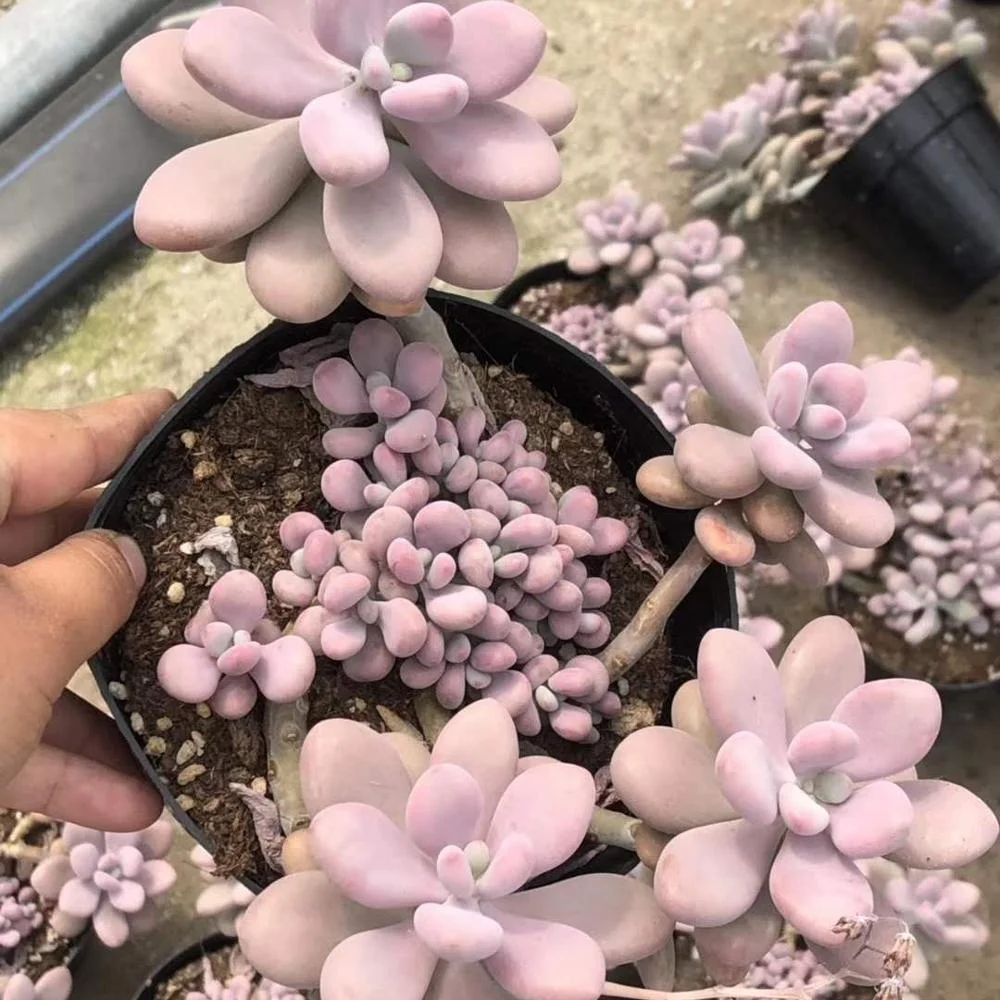 
Wholesale Succulent Plants Graptopetalum amethystinum with LOW PRICE 