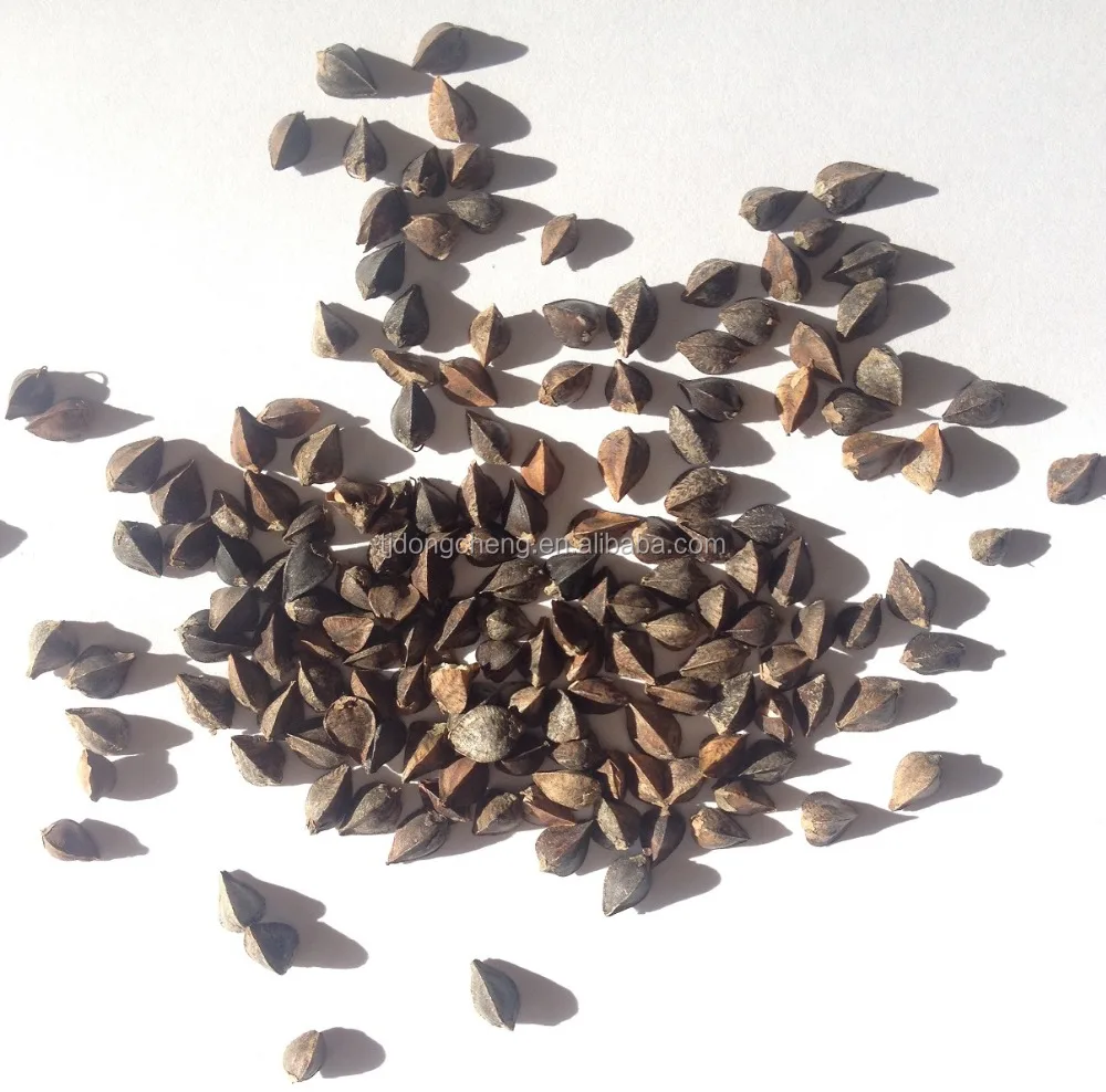 
Origin Inner Mongolia Buckwheat for sale 