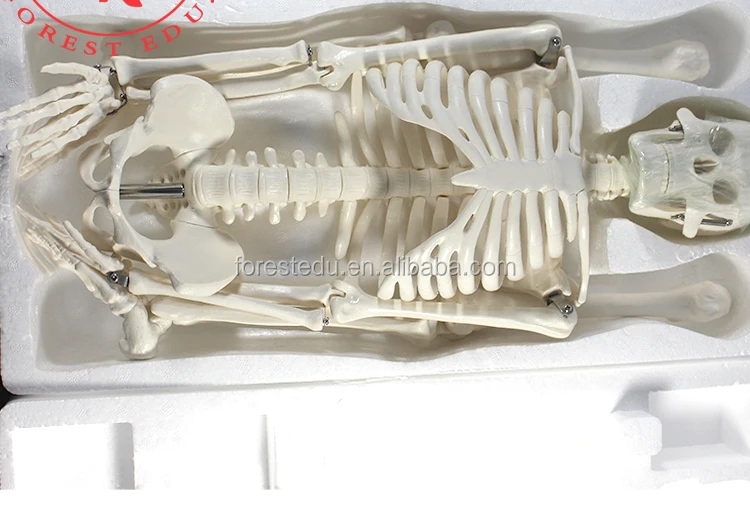 13 Anatomy skeleton.jpg
