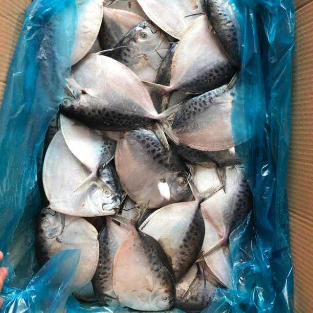 frozen seafood fresh moonfish for market
