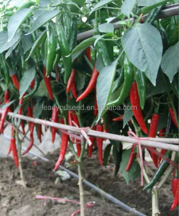 P27 Lamei f1 hybrid spicy dark green pepper seeds different types of seed2.jpg