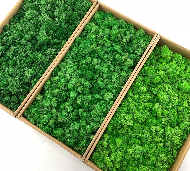 

20 Colors Decoration Lichen Moss Moss Preserved Home Decor Wall Art