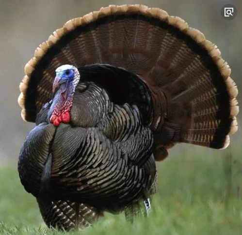 Export  size  Diameter  2.0mm/2.5mm/ 2.75mm/ 3.0mm tungsten  pellets /shot