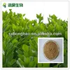 good quality herb extract of yerba mate for tea