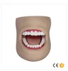 Dental teeth Care Model With Cheek