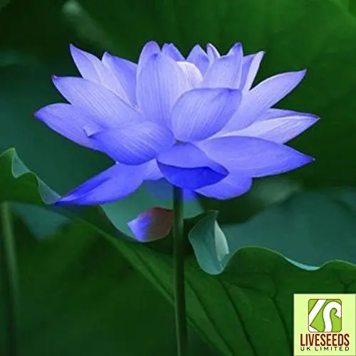 Mini Yellow Bonsai Lotus/ Water Lily Flower /5 Fresh Seeds Liveseeds 