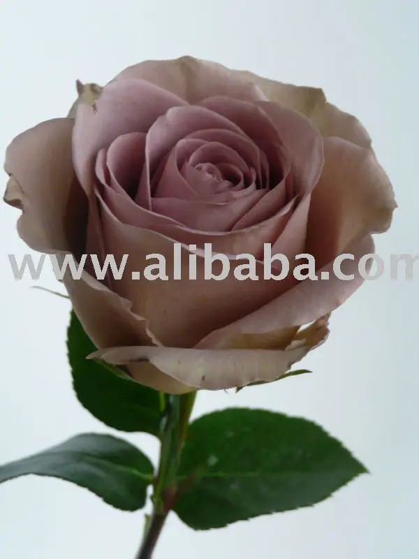 Download Amnesia Roses Buy Amnesia Product On Alibaba Com Free Wallpaper Amnesia Roses Buy Amnesia Product On Alibaba Com For iPhone