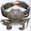 King crab malaysia wholesa supplier
