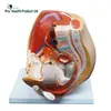 Life-size 3D Female Uterus Vagina Ovary Genitalstructure Anatomical Model