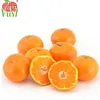 Nanfeng mandarin orange/completely filled fruit