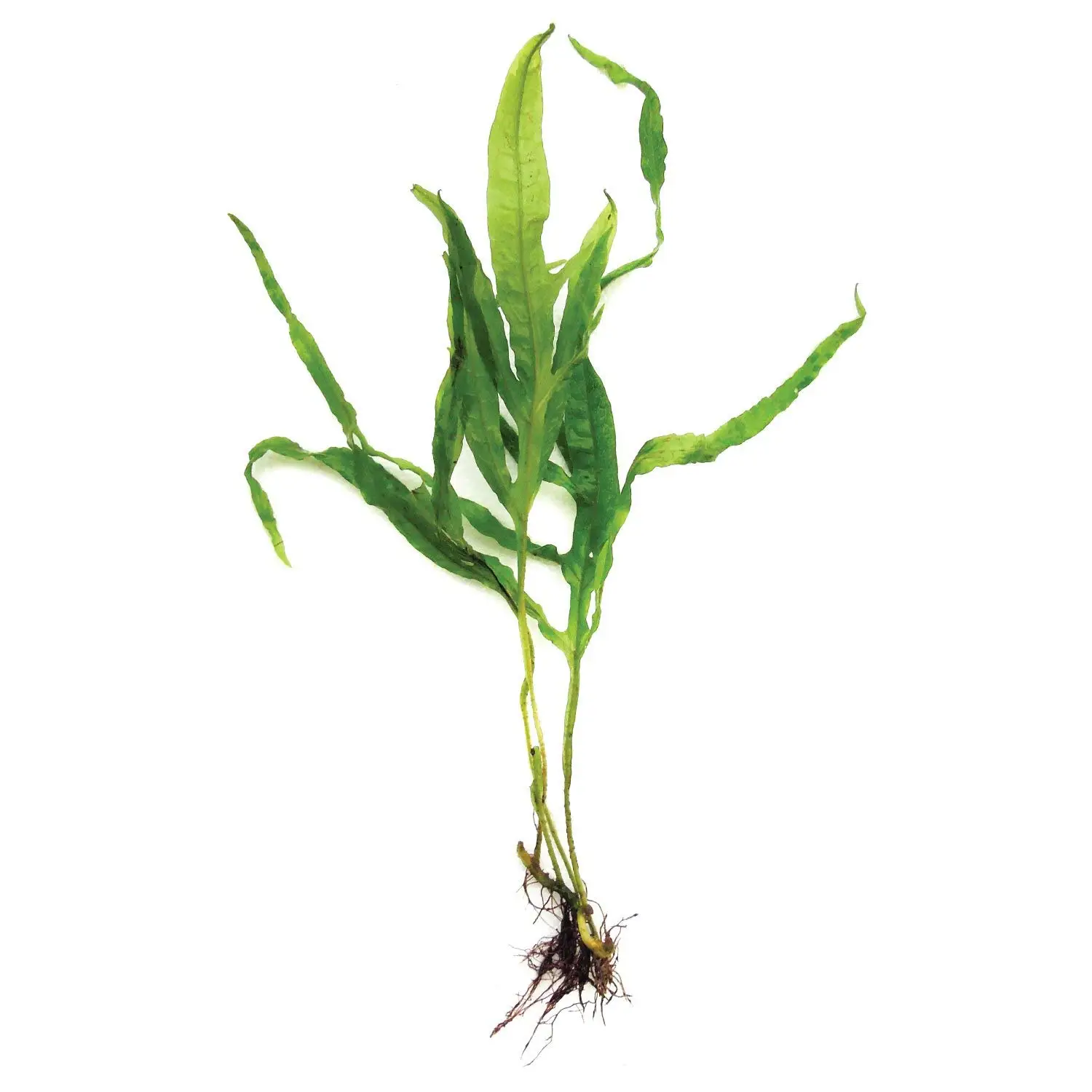 SubstrateSource Java Fern Trident Microsorum pteropus Live Aquarium Plant