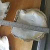 Factory latest price of white mop shell raw shell in stock with good quality