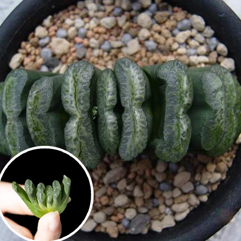 
Colorful Succulent plants of haworthia truncata 