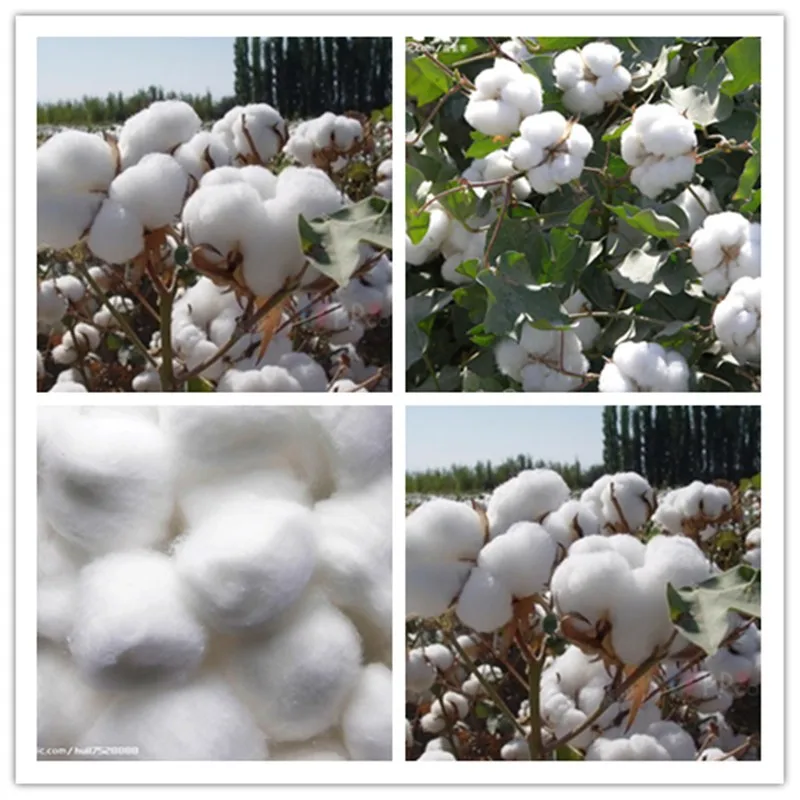 Cotton Linter Pulp Buy Pulp,Linter Pulp,Cotton Pulp Product on