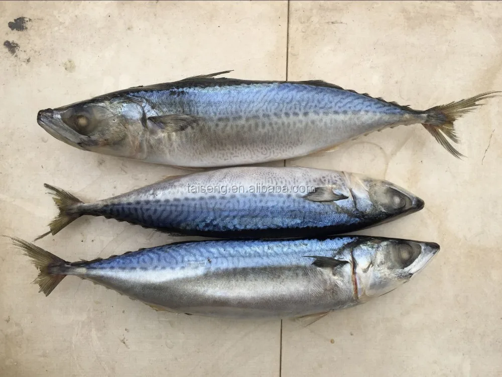 Hot Selling Seafish Pacific Mackerel Fish/pacific Salmon Buy Seafish
