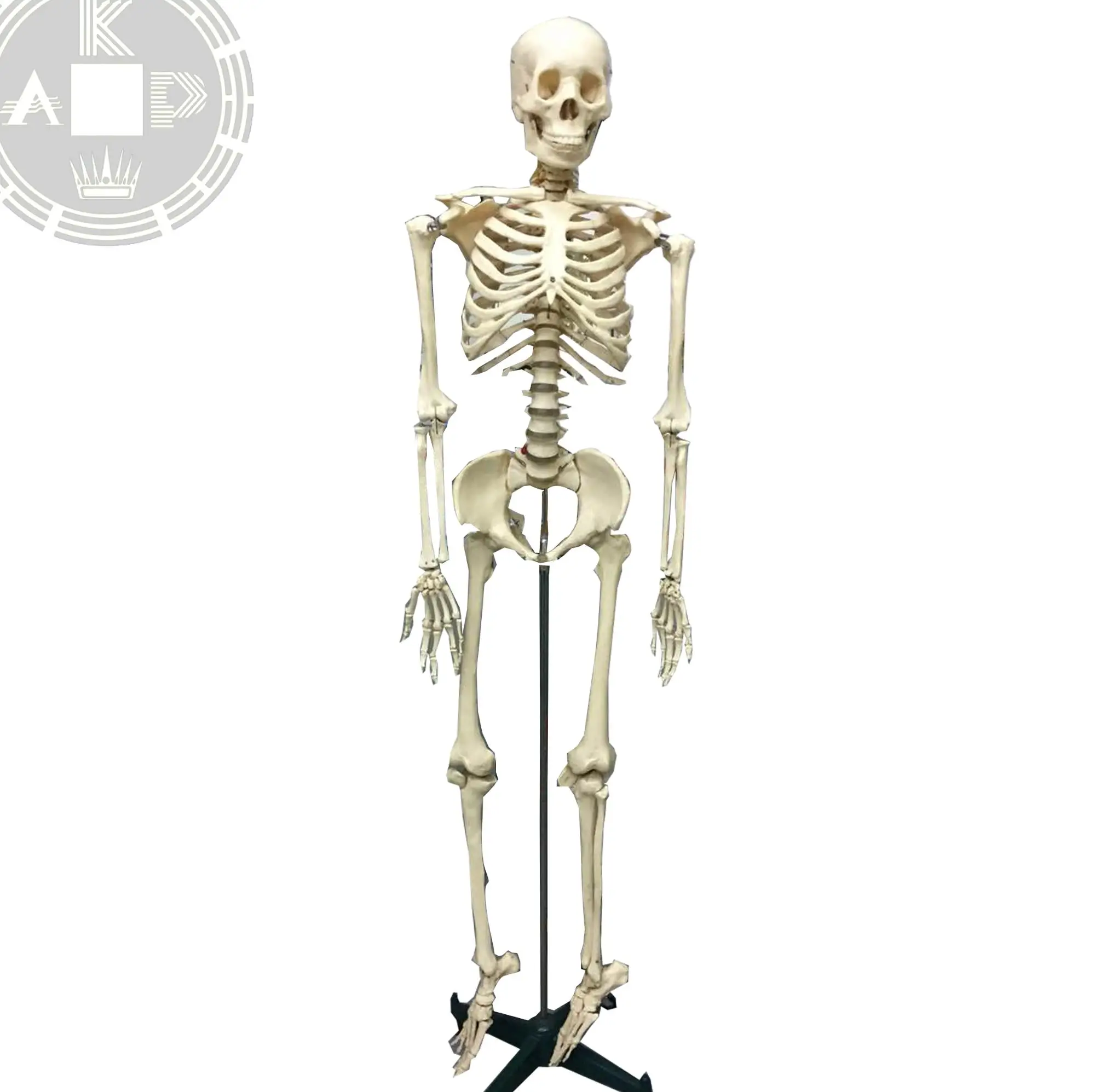 Artificial Skeleton Plastic Pvc Skeleton For Teaching Buy Pvc Skeleton For Teaching,Artificial