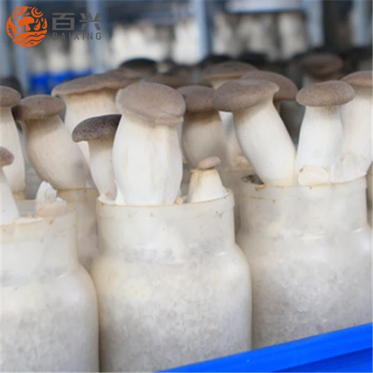 
Middle size fresh king oyster mushroom spawn 