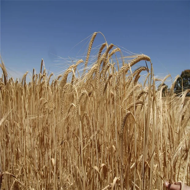 Barley-06.jpg