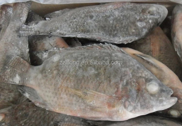 Cheap and Good Quality China Black and Red Tilapia