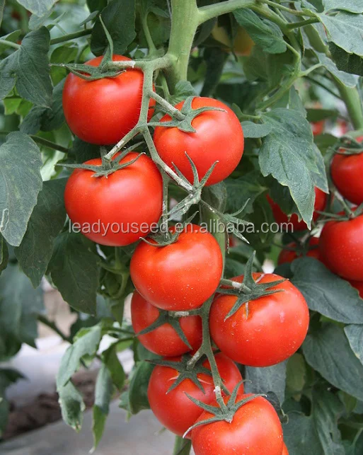 AT491 Yama high production indeterminate tomato seeds prices.jpg