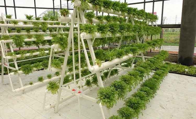 Skyplant Greenhouse Large Nft Hydroponic System For Agricultural - Buy